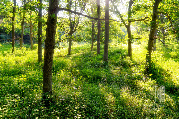 Irvine Park Sunrise - Tim Abraham