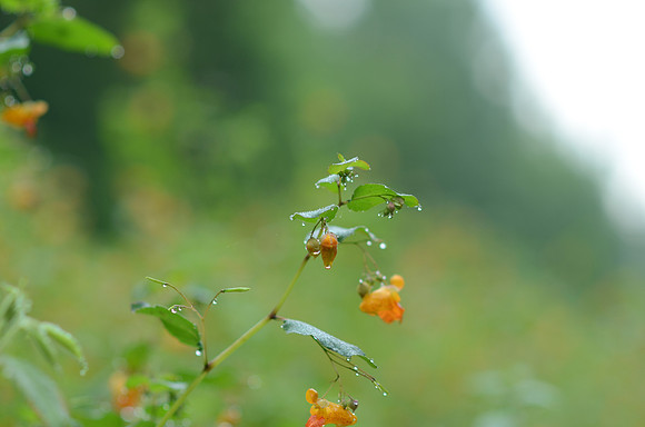 DSC_7558
