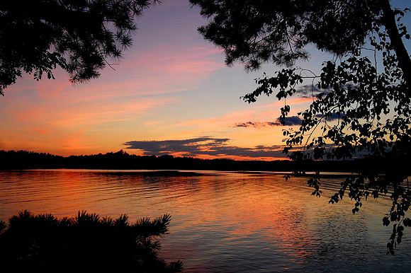 sunsettrees