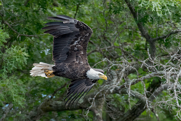TLA_7610-Edit