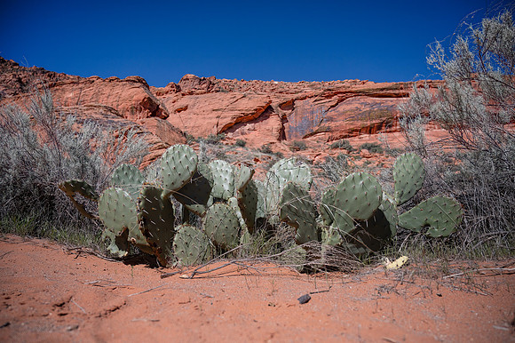 Utah - _TZ67619-Edit