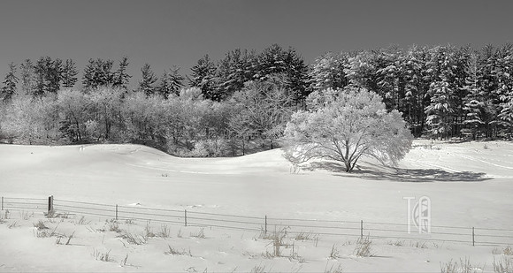 Crisp and Cold - Tim Abraham