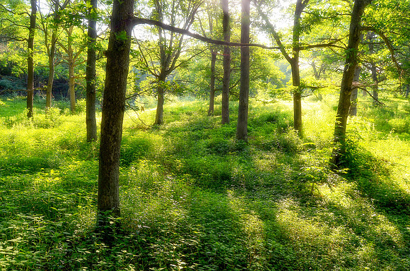 Irvine Park Sunrise - Tim Abraham