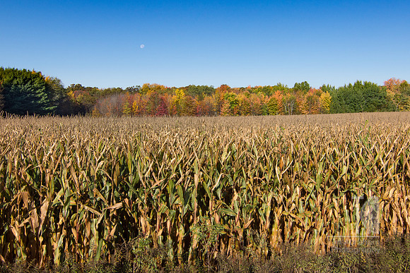 Corn and Color 3 - Tim Abraham
