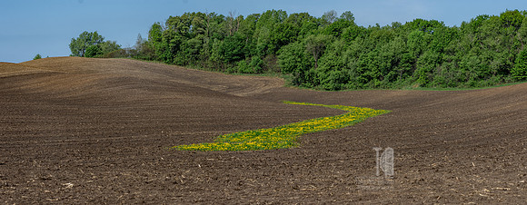 River of Green and Gold - Tim Abraham