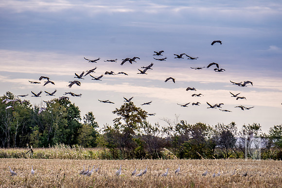 Loose Cranes - Tim Abraham