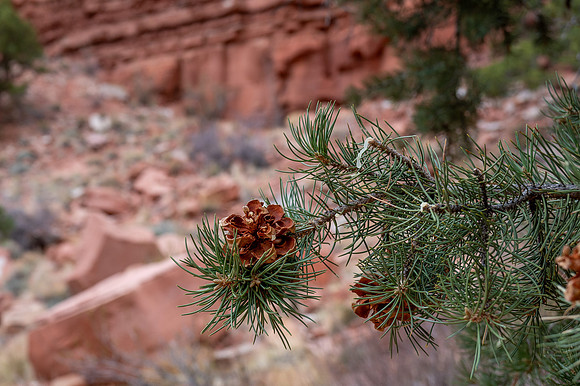 Utah - TZ6_5477