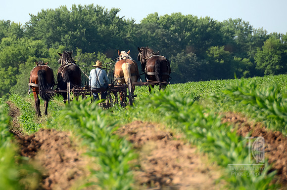 Working the Fields - Tim Abraham