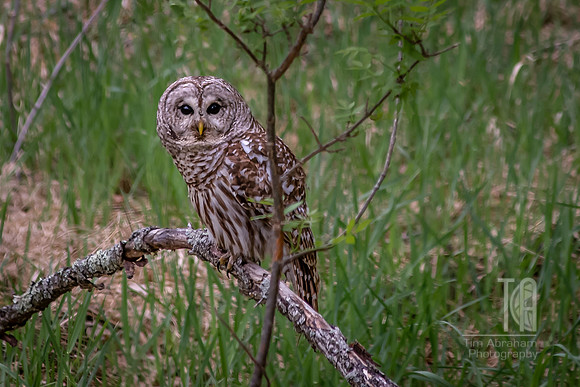 Who's There - Tim Abraham