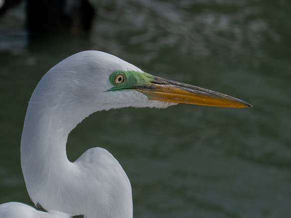 IMG_4529-Edit