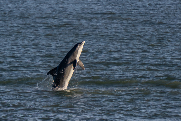 DSC06764-Edit