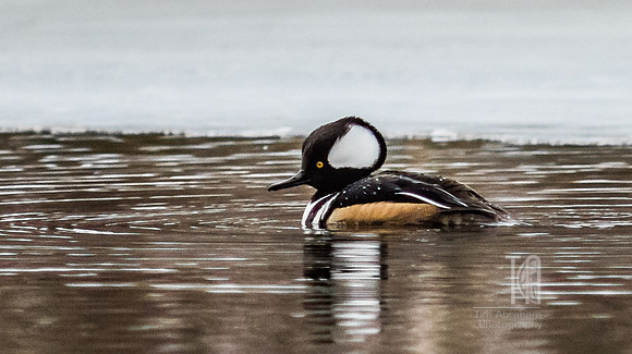 Hooded Merganzer - Tim Abraham