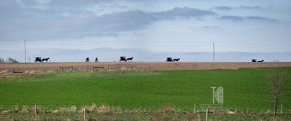 Amish Parade - Tim Abraham