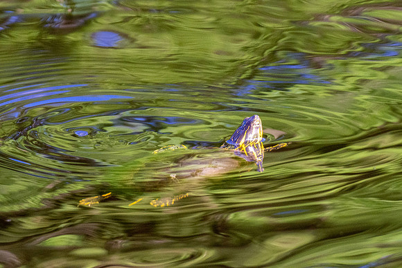 DSC_0980