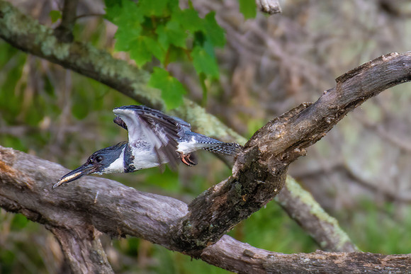 DSC_0991-Edit