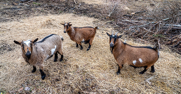 HiddenTimber_TZ60351-Edit