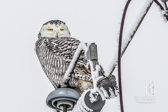 Snowy Owl on a Hoar Frost Morning - Tim Abraham