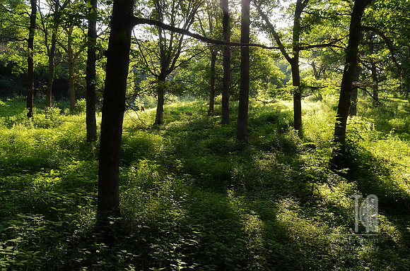 Photo-a-Day. Day 200. Saturated Forest... (June 2012)