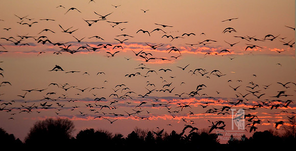 Photo-a-Day. Day 212. Literally a gaggle of geese.. (October 2012)
