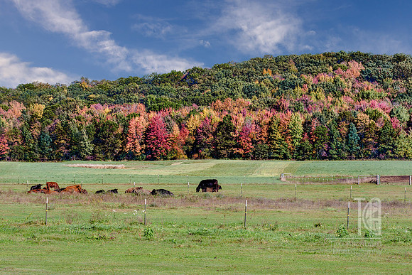 Country Color - Tim Abraham