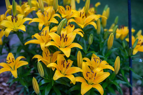 TLA_0028