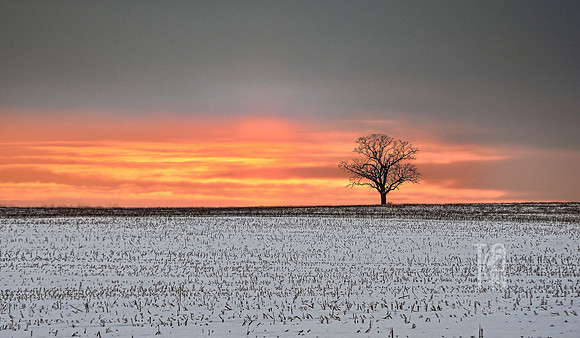 Solitude - Tim Abraham