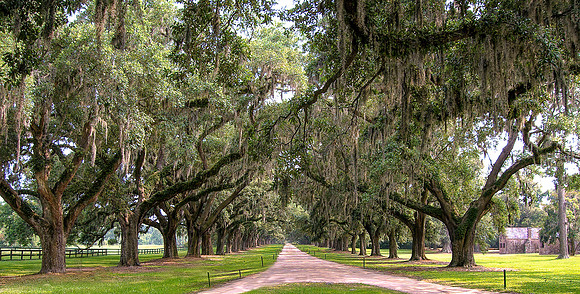 Charleston - Boone Plantation