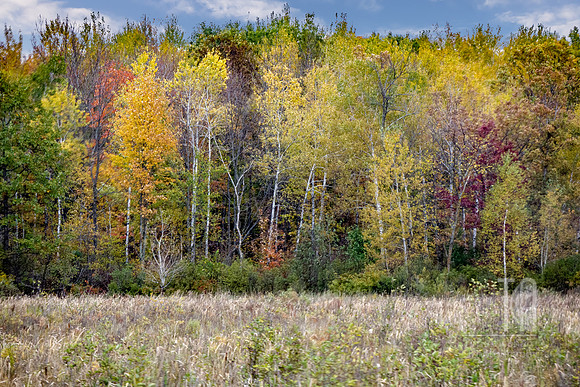 Subtle Autumn - Tim Abraham