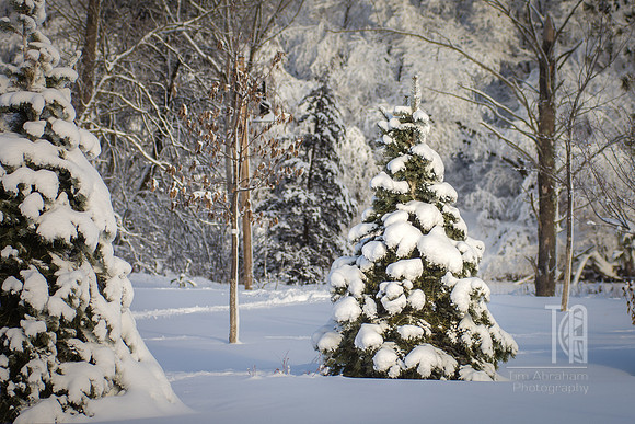 Winter's Beauty - Tim Abraham
