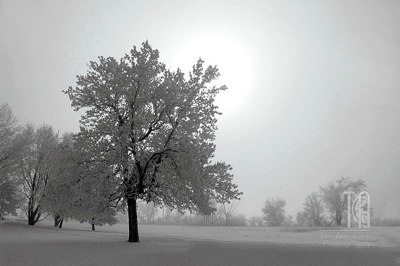 Frosty Fog - Tim Abraham