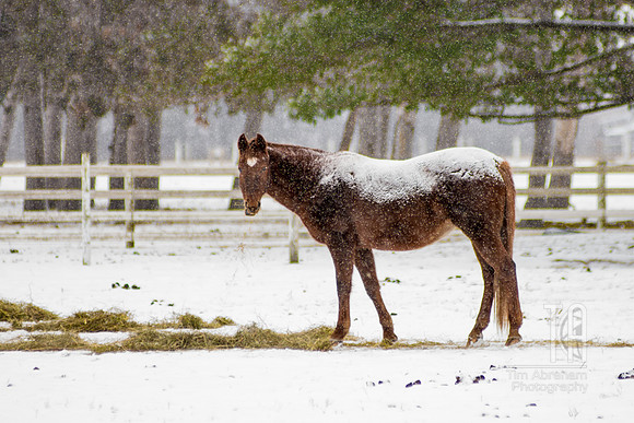 Snow Pony - Tim Abraham