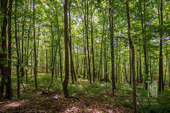 Green.....and more green - Tim Abraham