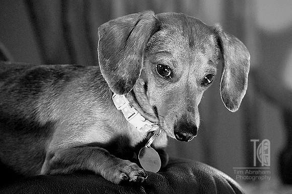 Photo-a-Day. Day 36. Curious Zoey. (March 2010)