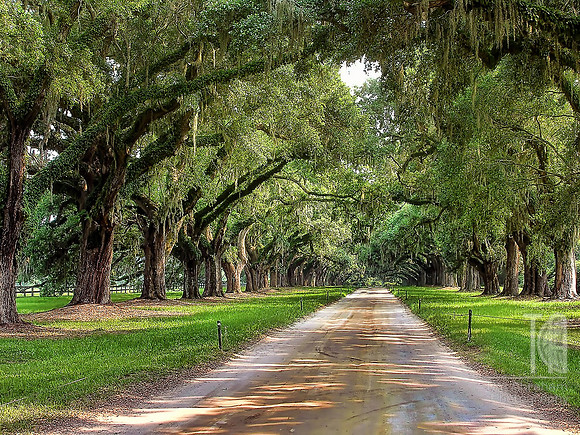 Photo-a-Day. Day 78. Avenue of Live Oaks. Boone Hill Plantation, Charleston SC... (June 2006)