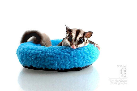 Day 7. Sass, one of Sam's two sugar gliders relaxing and posing.