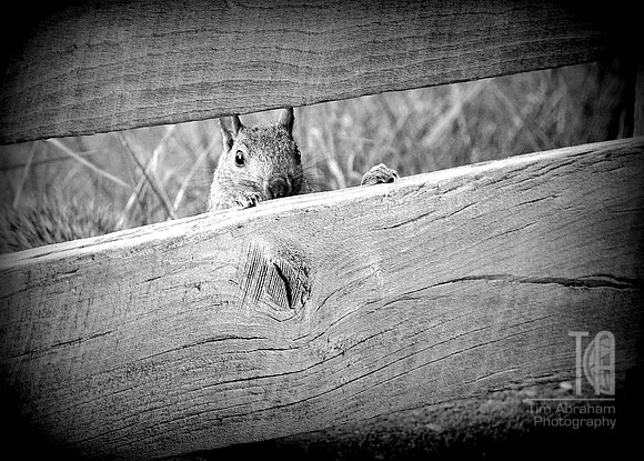 Photo-a-Day. Day 286. Anyone home, neighbor?... (August 2007)