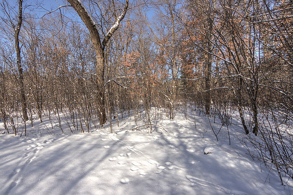 19 - Backyard-11