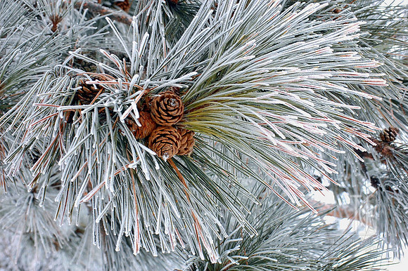 Photo-a-Day. Day 121. Frosty's Been Here.. (January 2010)
