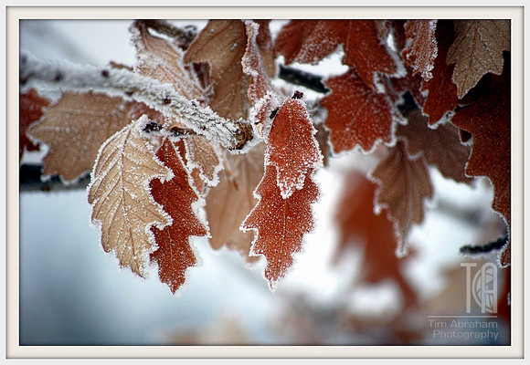 Photo-a-Day. Day 44. Frosted Oaks. (January 2010)